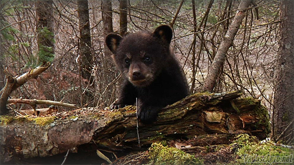 bear Hargita webcam