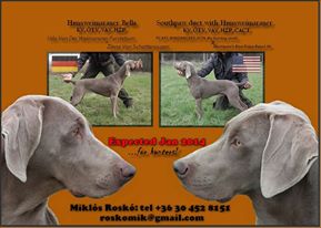 Weimaraner Weimaraner