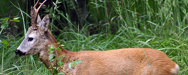 orosz �z