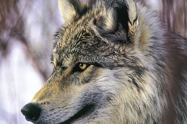 farkas