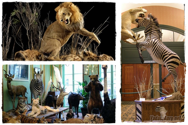 H�d�t a taxidermia a k�nai gazdagok k�z�tt 