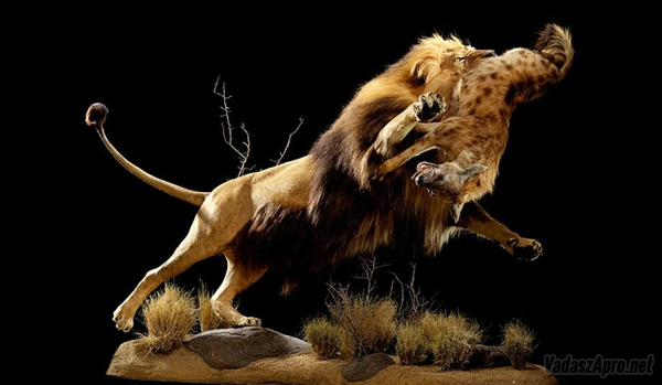 taxidermia