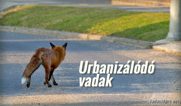 R�k�k �s vaddiszn�k az utc�kon?