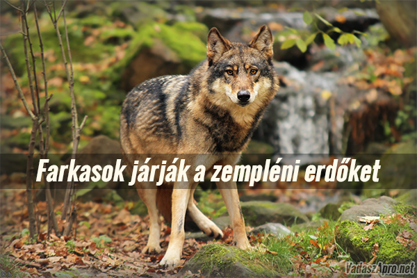 Farkasok j�rj�k a zempl�ni erd�ket