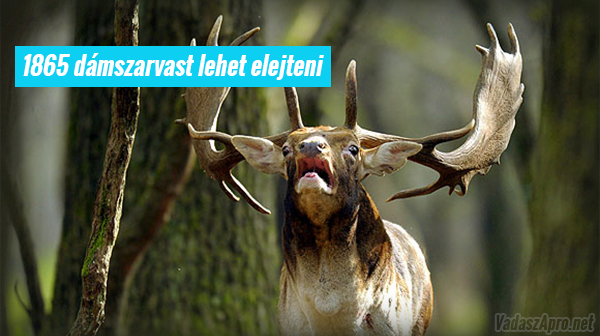 Csaknem k�tezer d�mszarvas l�het� ki B�k�sben