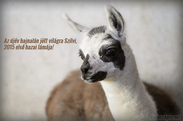 Cukis�g a k�b�n: Az �j�v hajnal�n j�tt vil�gra 2015 els� hazai l�m�ja
