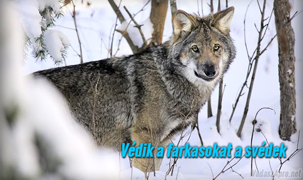 V�dik a farkasokat a sv�dek