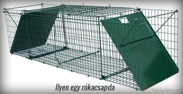R�k�k j�rnak a gy�r�jfalui udvarokba