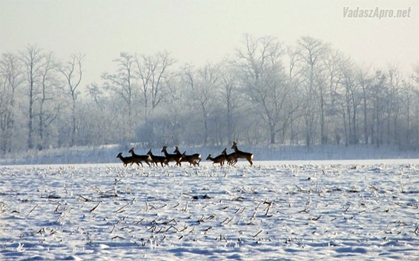 Az enyhe t�l a t�rsas vad�szatokat is nehez�ti