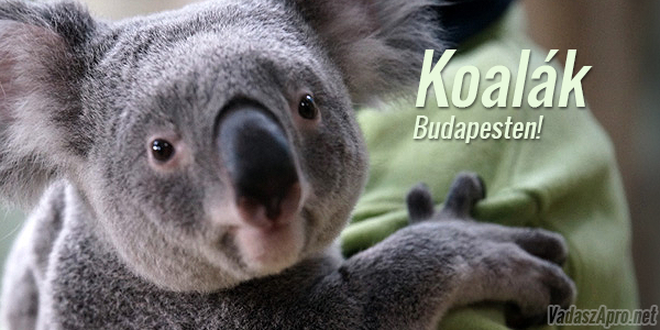 Koal�k az �llatkert leg�jabb lak�i
