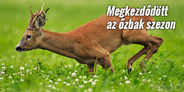 Elkezd�d�tt az �zbak vad�szati szezonja