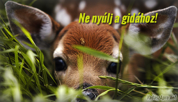 Nem szabad az �zgid�khoz ny�lni! 