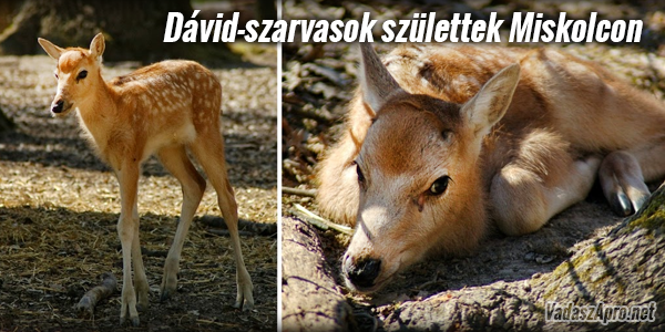 A vil�g egyik legritk�bb szarvas�b�l sz�letett kett� Miskolcon