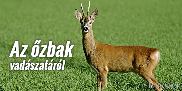 Az �zbak vad�szata