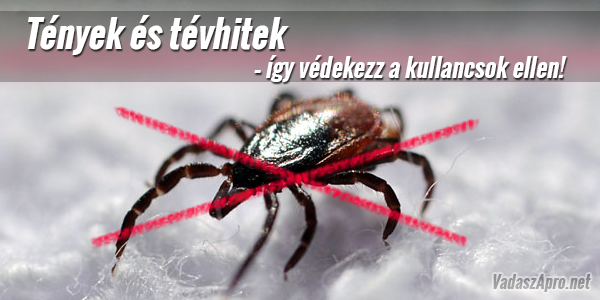 T�nyek �s t�vhitek – �gy v�dekezz a kullancsok ellen!