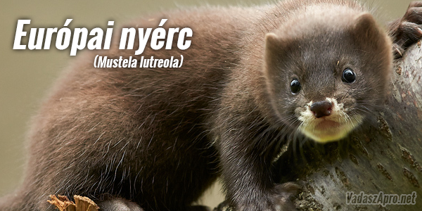 �jfajta ragadoz�k jelentek meg Csall�k�zben!