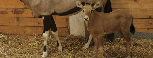 gazella