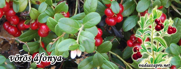 �fonya