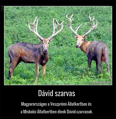 d�vid szarvas