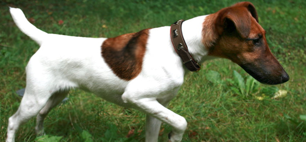 foxterrier