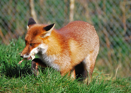 fox