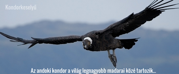kondorkesely�