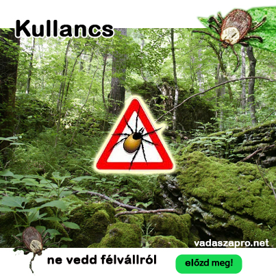 kullancs
