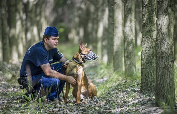Rend�rkutya a r�szkei hat�rszakaszon 