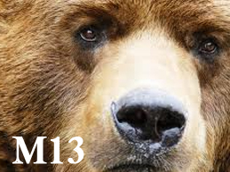 bruno bear