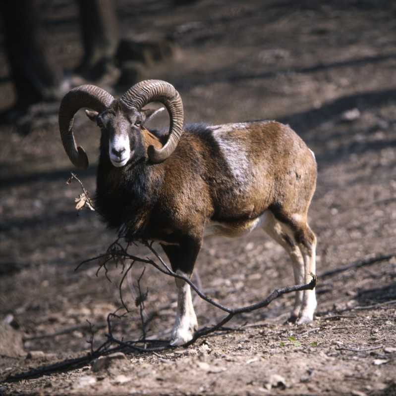 A muflonkos b�r�lata