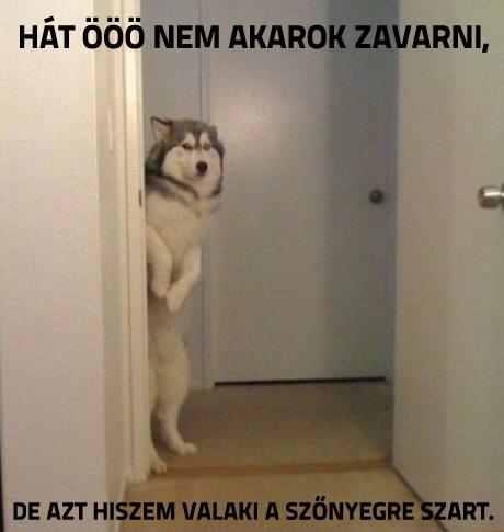 vicces kutya