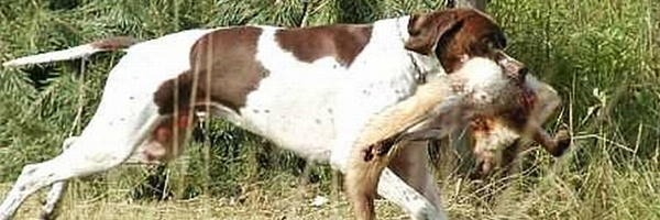 angol pointer
