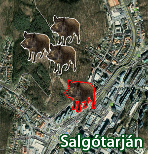 vaddiszn�k Salg�tarj�nban