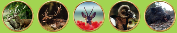 �llatpark