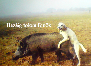 a jó vadászkutya