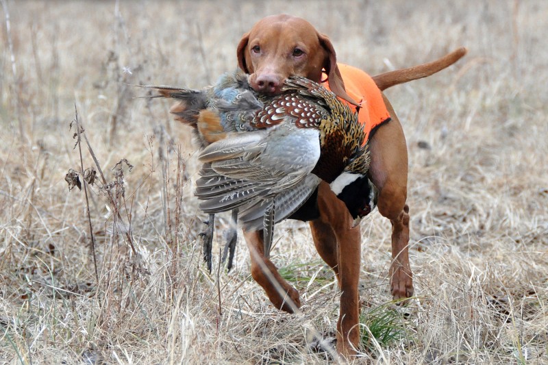 vizsla