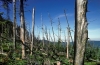�rv�z - Mintegy f�lmilli�rd forintos a k�r a gemenci erd�ben