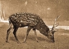A szikaszarvas
