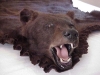 Barna medve vad�szat Alaska