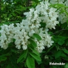 Feh�r ak�c gyomorsav ellen