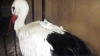 Levad�szt�k a magyar jelad�s g�ly�t