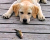 Labrador retriever