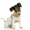 Simasz�r� foxterrier