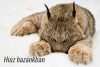 Hi�zt l�ttak Zempl�nben