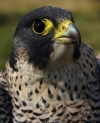 A f�ld leggyorsabb �llata