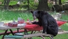 Park l�togat�it zaklatja a medve