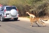 A ragadoz� el�l az aut�ba ugrik az impala
