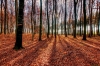 Novemberi erd�