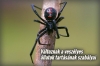 V�ltoznak a vesz�lyes �llatok tart�s�nak szab�lyai