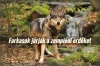 Farkasok j�rj�k a zempl�ni erd�ket
